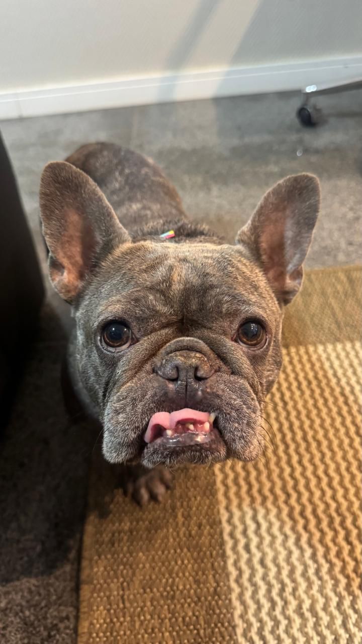 Bella, cão terapeuta