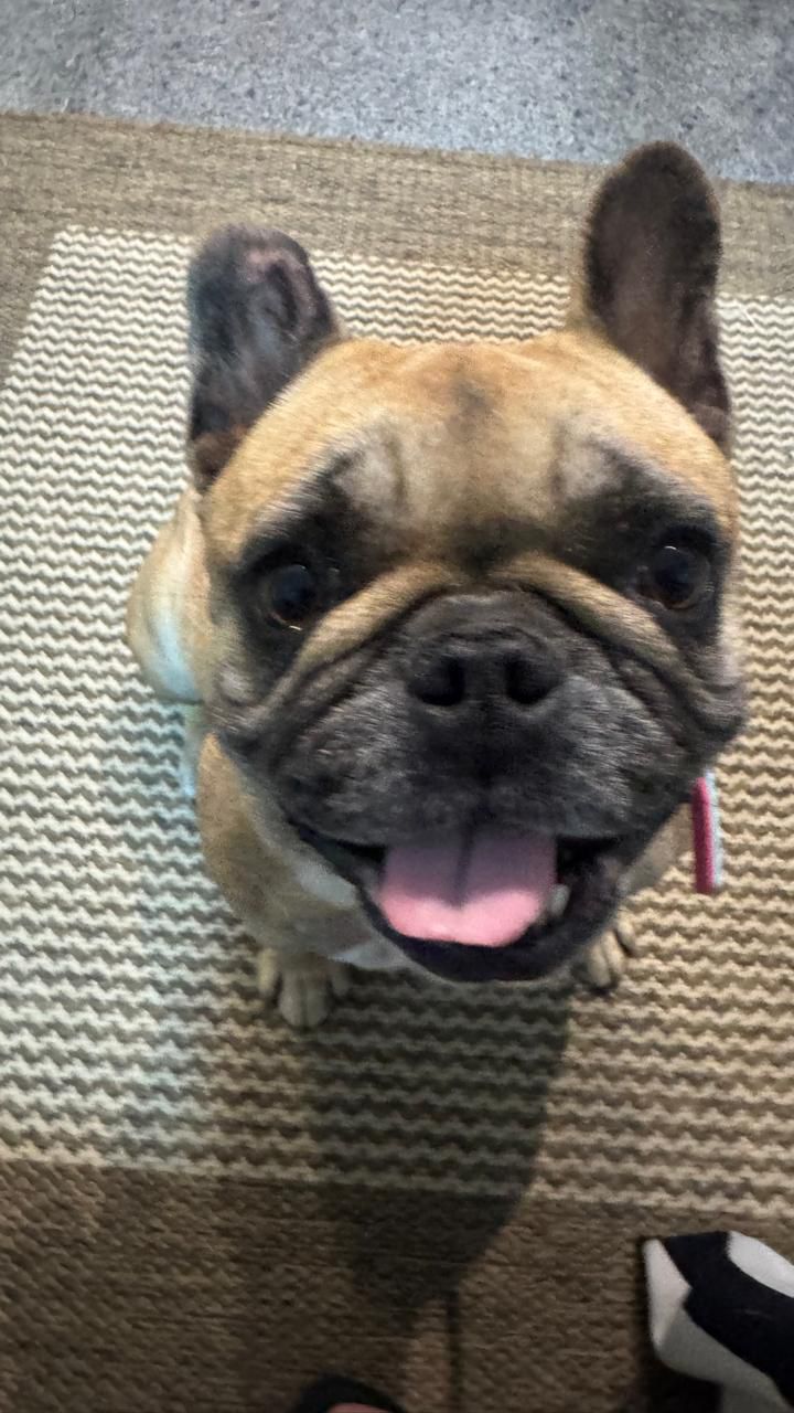 Maylla, cão terapeuta